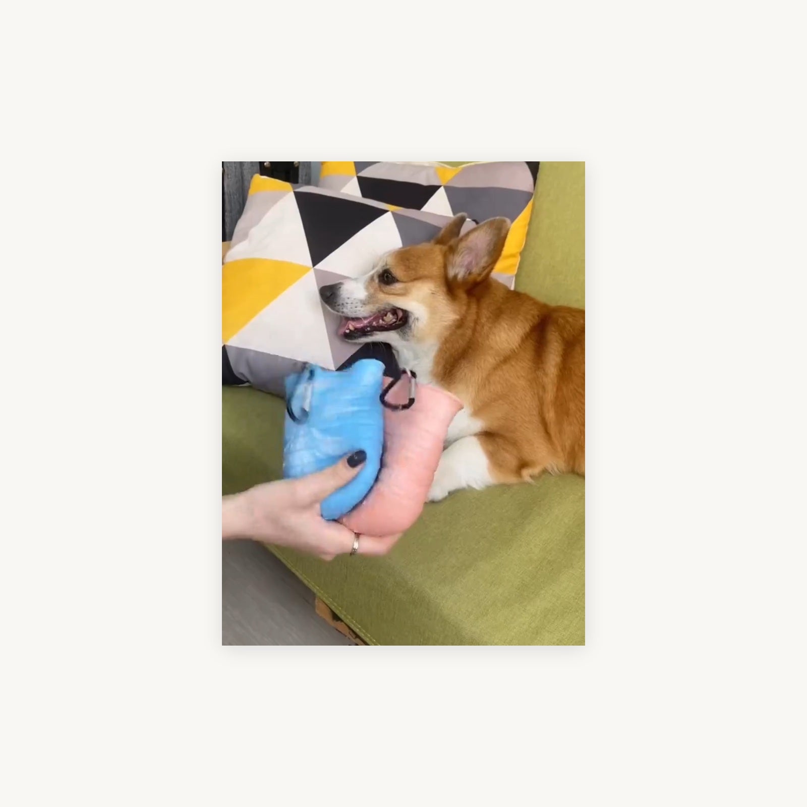 Denmates clean pet home kit supplier product photo 7