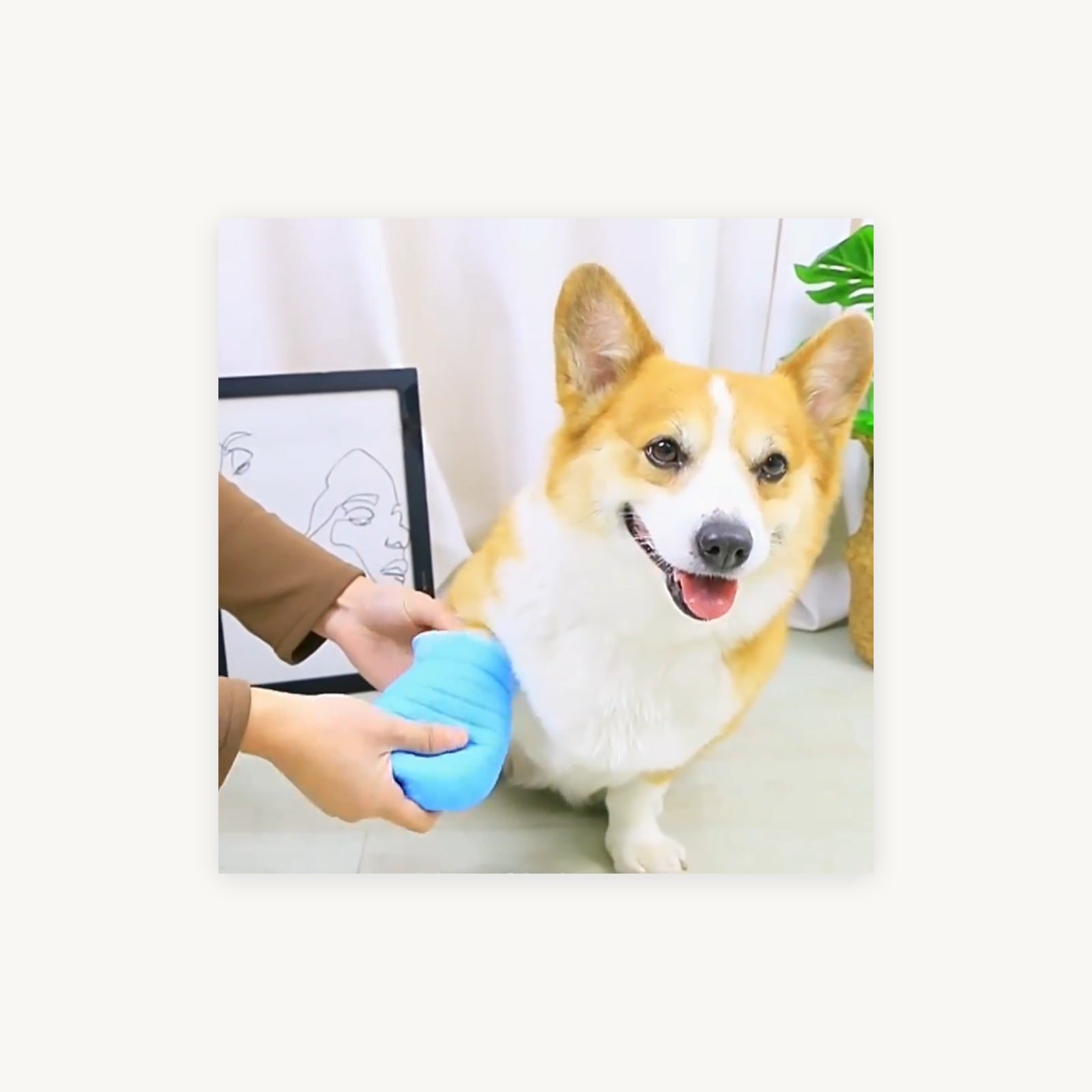 Soft dog paw washer cup supplier product photo 4